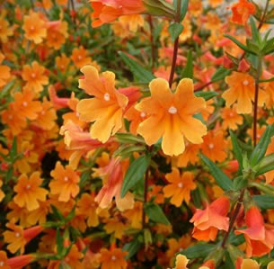 Sandy Soil Plants